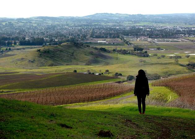A year overdue, Petaluma Gap wine region gains official recognition