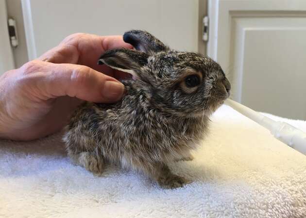 The rabbits of the Bay Area are breeding, well, like rabbits