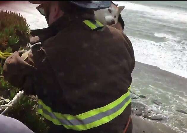 San Francisco firefighters rescue dog who tumbled off cliff