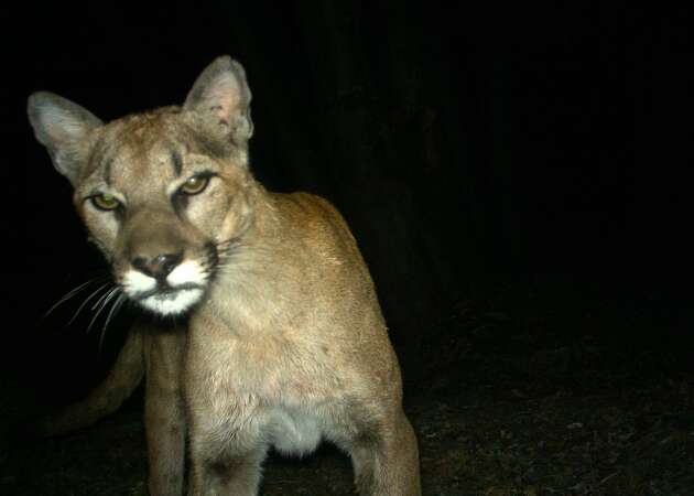 Mountain lion spotted in Gilroy residential neighborhood