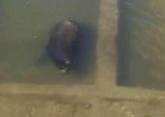 Sea lion takes 'wrong turn,' ends up trapped in Vacaville spillway