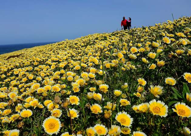 Coastal wildflowers: Who's got the better bloom, Pacifica or Pt. Reyes?