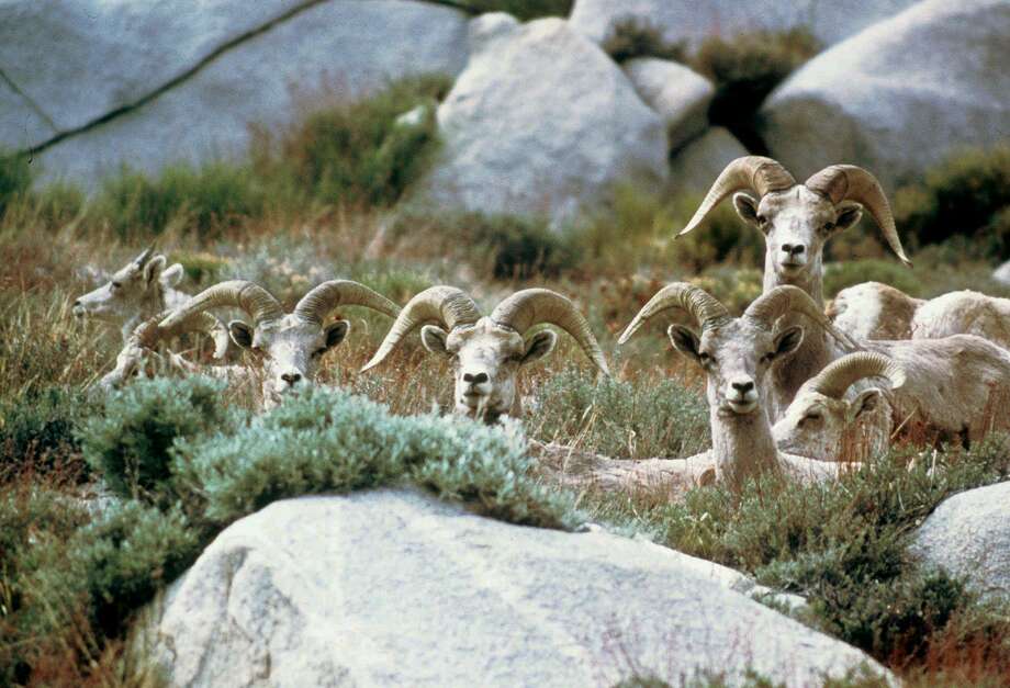 FILE--This is an undated photo of bighorn sheep in the Sierra Nevada mountains near Mt. Baxter, Calif. The animals are on the brink of being eliminated from the Sierra. As of last summer, only about 150 bighorns were left in the entire range. (AP Photo/John D. Wehausen) Photo: JOHN D WEHAUSEN / </p> <p><em>Associated Press / AP