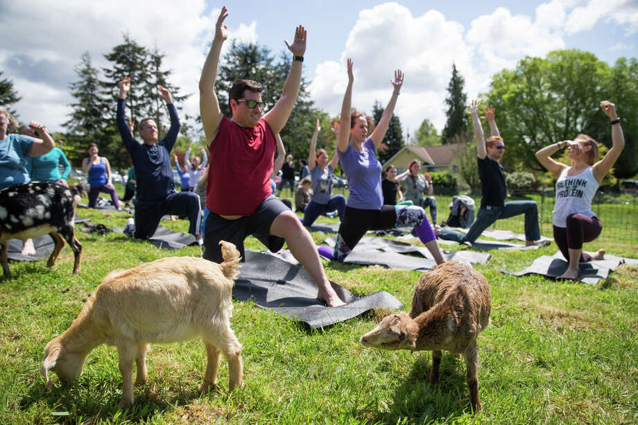 Kids chew grass as Rachel Beklund leads a class during goat yoga at The Wobbly Ranch in Snohomish on Saturday, May 6, 2017. Photo: GRANT HINDSLEY, SEATTLEPI.COM / SEATTLEPI.COM