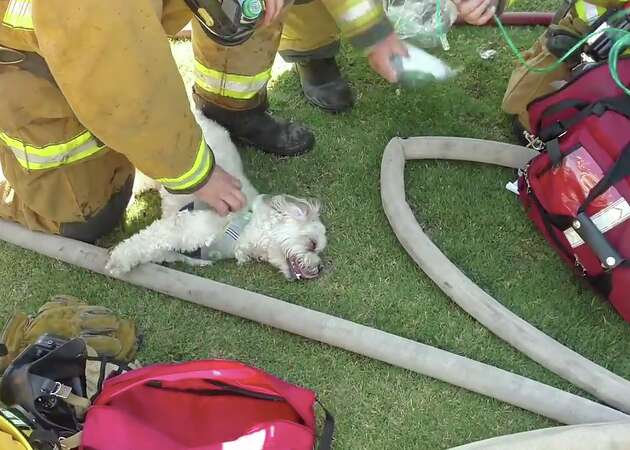Watch: Bakersfield firefighters resuscitate dog saved from flames