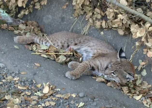 Injured bobcat rescued near Martinez