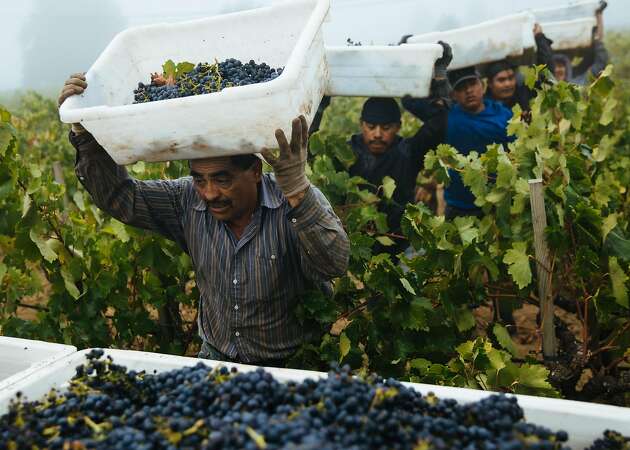 Wine harvest: Grapes look great, labor crisis looms