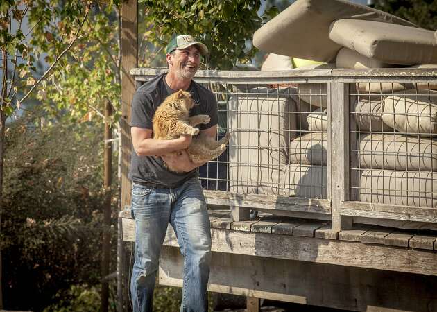 Good son succeeds in second effort to rescue parents' cat