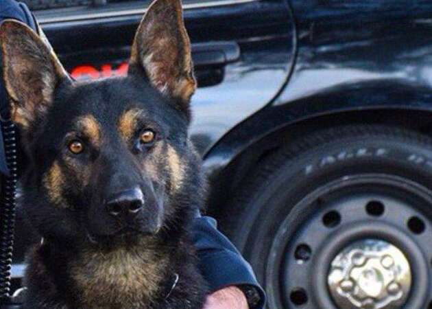 Sunnyvale police shoot man after he stabs woman, kills police canine