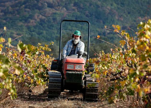 Grape growers face smoke taint damages after wildfires