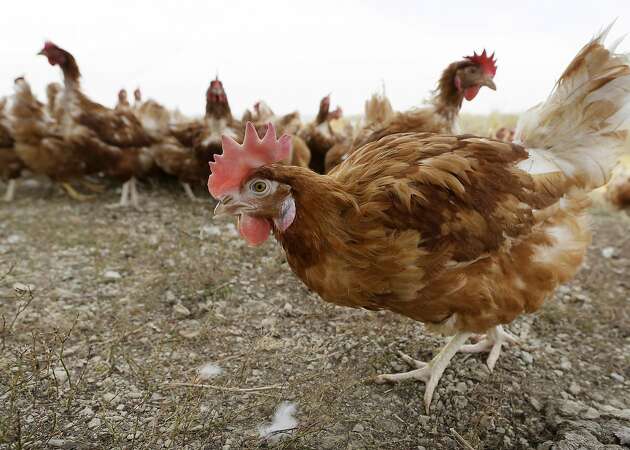 USDA nixes higher animal welfare standards for organic label
